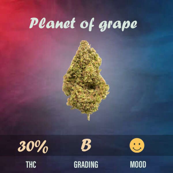 Planet of grape